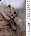 寝転んで見上げる猫 133132397