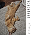 ゴロゴロして遊ぶ猫 133132398