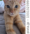 まっすぐに見つめる茶トラ猫 133132399