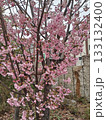 満開になった桜 133132400
