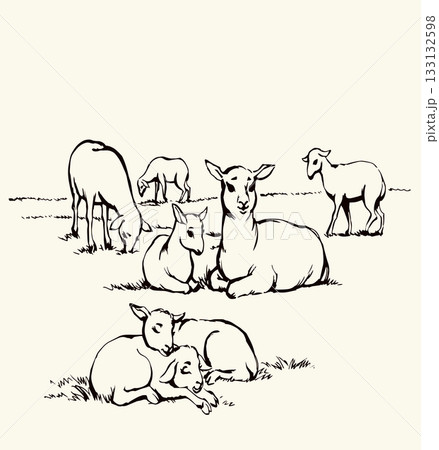 Vector drawing. Small sheeps lay at the field 133132598