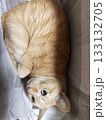 見上げる猫 133132705