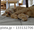 リラックスする猫 133132706