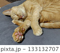 疲れて寝る茶トラ猫 133132707