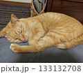 眠る猫 133132708