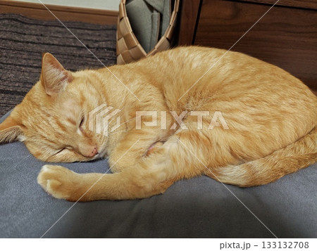 眠る猫 眠る猫 133132708