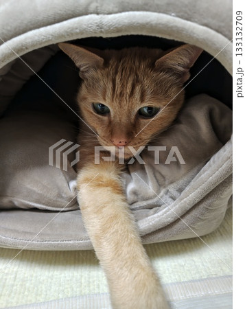 かわいい子猫 かわいい子猫 133132709