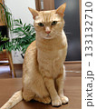 見つめる猫 133132710