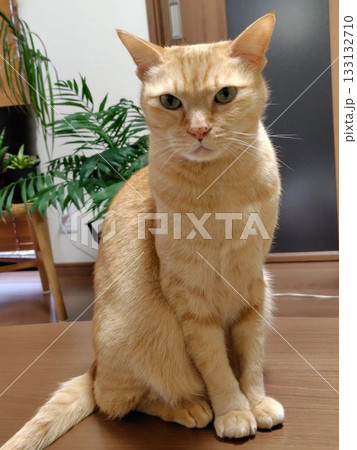 見つめる猫 見つめる猫 133132710