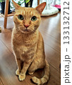見つめる猫 133132712