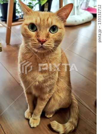 見つめる猫 見つめる猫 133132712