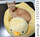 アヒルの上で眠る猫 133132713