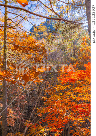 【山梨県】紅葉が美しい、ボルダリングの聖地・瑞牆山(みずがき山)の山中 秋 【山梨県】紅葉が美しい、ボルダリングの聖地・瑞牆山(みずがき山)の山中 秋 133132937