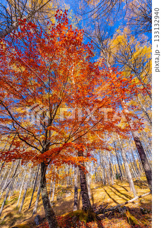 【山梨県】紅葉が美しい、ボルダリングの聖地・瑞牆山（みずがき山）の山中　秋　 133132940