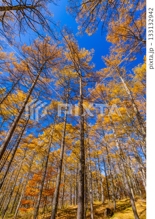 【山梨県】紅葉が美しい、ボルダリングの聖地・瑞牆山(みずがき山)の山中 秋 【山梨県】紅葉が美しい、ボルダリングの聖地・瑞牆山(みずがき山)の山中 秋 133132942