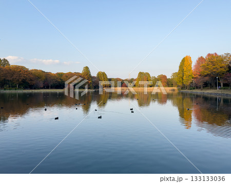 水面に映る紅葉 水面に映る紅葉 133133036