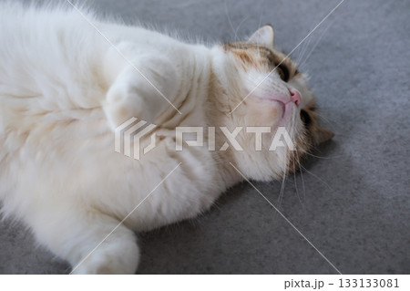 Brown tabby and white British Shorthair cat lying on the floor Brown tabby and white British Shorthair cat lying on the floor 133133081