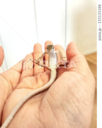 手のひらに乗る 二ホンカナヘビ 手のひらに乗る 二ホンカナヘビ 133133166
