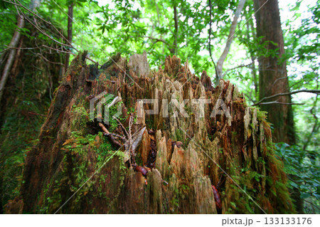 屋久島の森の風景:原生林の木々と朽ちた根本 133133176