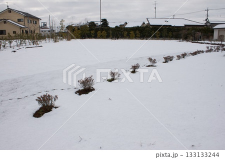雪と低木 雪と低木 133133244