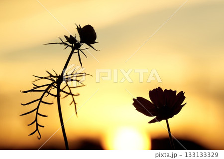 夕日に照らされるコスモス シルエット 夕日に照らされるコスモス シルエット 133133329