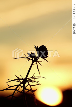 夕日に照らされるコスモスの蕾　シルエット 133133337