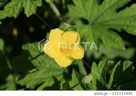 ゴーヤの花（雄花） 133133495