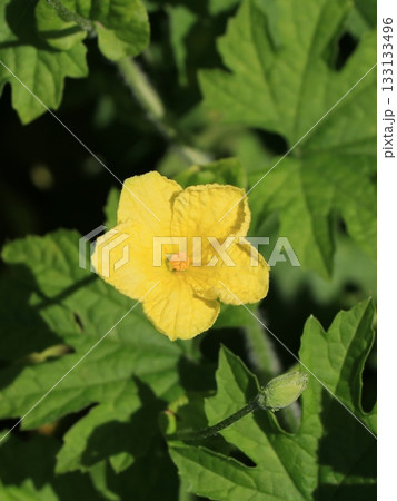 ゴーヤの花（雄花） 133133496