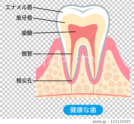 Cross-section of a healthy tooth Internal structure of a tooth 133133507