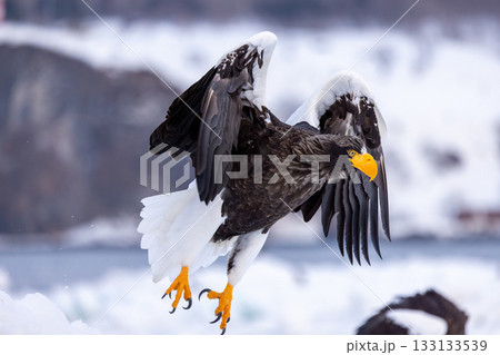 流氷の上から飛び立つオオワシ 133133539