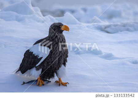 流氷の上で魚を足でつかんでいるオオワシ 133133542