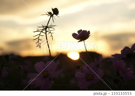 夕日に照らされるコスモス畑 秋の風景 夕日に照らされるコスモス畑 秋の風景 133133553