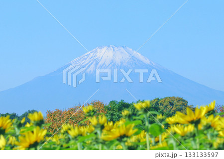 初冠雪の富士山と晩秋のひまわり畑 133133597
