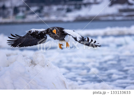 流氷の上を飛ぶオオワシ 133133633
