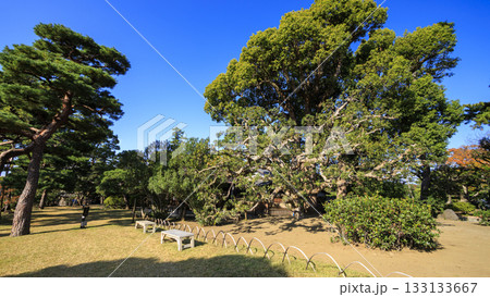 秋の明治記念大磯庭園 秋の明治記念大磯庭園 133133667