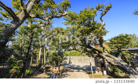 秋の明治記念大磯庭園 秋の明治記念大磯庭園 133133690