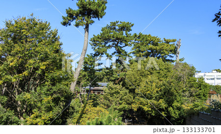 秋の明治記念大磯庭園 133133701