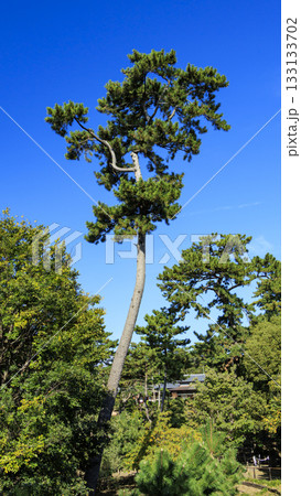 秋の明治記念大磯庭園 133133702