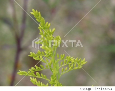蕾 セイタカアワダチソウ(背高泡立草)/Solidago altissima 蕾 セイタカアワダチソウ(背高泡立草)/Solidago altissima 133133893