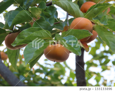 熟した柿の実のクローズアップ写真 熟した柿の実のクローズアップ写真 133133896
