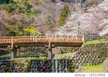 養老公園の桜 渡月橋《岐阜県 養老郡 養老町》 養老公園の桜 渡月橋《岐阜県 養老郡 養老町》 133133926