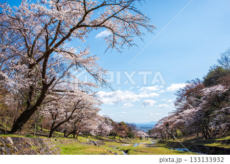 養老公園の桜《岐阜県 養老郡 養老町》 133133932