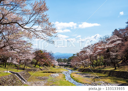 養老公園の桜《岐阜県 養老郡 養老町》 養老公園の桜《岐阜県 養老郡 養老町》 133133935