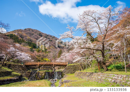 養老公園の桜 渡月橋《岐阜県 養老郡 養老町》 133133936