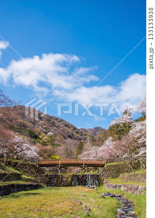 養老公園の桜 渡月橋《岐阜県 養老郡 養老町》 133133938
