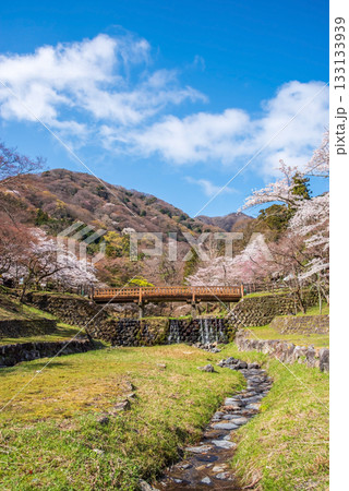 養老公園の桜 渡月橋《岐阜県 養老郡 養老町》 133133939