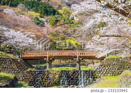 養老公園の桜 渡月橋《岐阜県 養老郡 養老町》 養老公園の桜 渡月橋《岐阜県 養老郡 養老町》 133133941