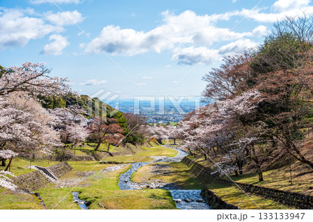 養老公園の桜《岐阜県 養老郡 養老町》 133133947