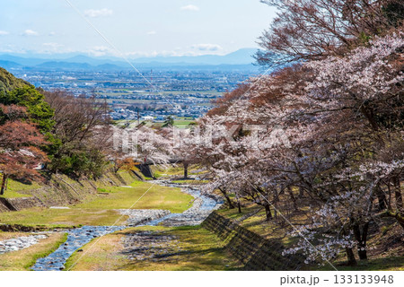 養老公園の桜《岐阜県 養老郡 養老町》 133133948