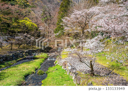 養老公園の桜《岐阜県 養老郡 養老町》 133133949